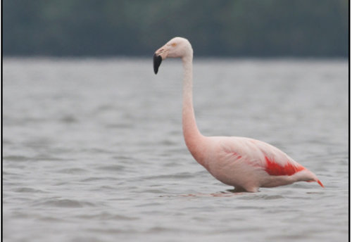Flamingos 1.jpg 
