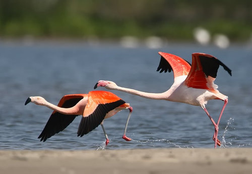 Flamingos 2.jpg 