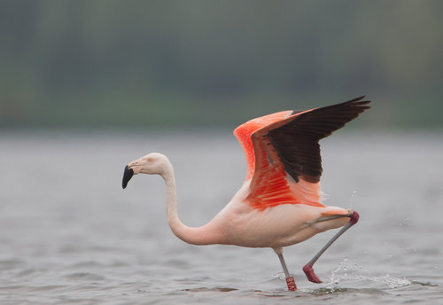 Flamingos 3.jpg 